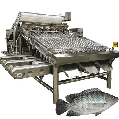 Guter Preis High Yield Tilapia Grader 4,9kw Fischroller Sorter Makrele Sortiermaschine Makrele Roller Größen Ausrüstung für Meeresfrüchte Online