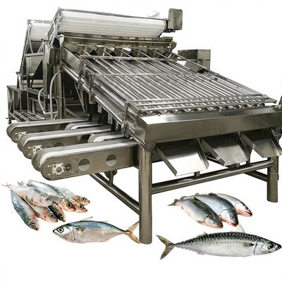 Guter Preis Automatische Sardinen-Sortier- und Sortiermaschine mit großer Kapazität und Rollen, Fischgrößenmaschine 4,9 kW Online