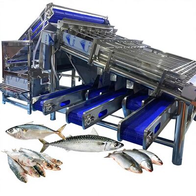 Guter Preis Wasserdichte Fisch-Rollensortiermaschine, Makrelen-Sortiermaschine, große Kapazität, Fischsortierausrüstung für die Fischfabrik Online