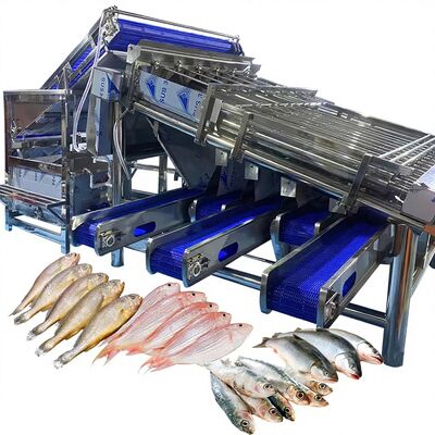 Guter Preis Effiziente Kleine Gelbe Krücke Sortiermaschine Kleine Gelbe Krücke Roller Sortierer für Fisch Pflanzen Fisch Sortierer Fisch Sortierer 4,9KW Online