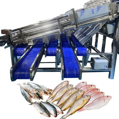 Guter Preis 12 Roller Automatischer Fischklassifikator für 4-5 Größen für Fischpflanzen Fisch Roller Grader Automatische Fisch klassifizieren Maschine Fisch Sorter Online