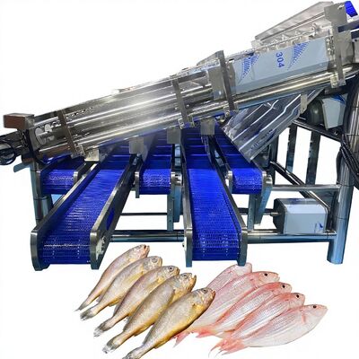 Guter Preis Große Sardinensortiermaschine mit 12 Rollen, automatische Sardinensortierlinie, Fischrollensortiermaschine, Fischsortierer Online