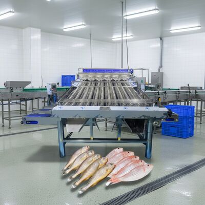Guter Preis Kleine Fischsortiermaschine mit großer Kapazität Zolim Kleinfischsortierer Hochwertiger Kleinfischsortierer 4,4 kW Automatischer Fischsortierer Online