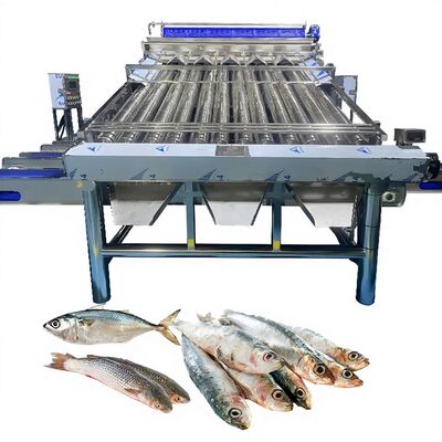 Guter Preis Kunststoffförderer Saury Sortiermaschine Gelb Croaker Sortiermaschine Zolim Fisch Sortiermaschine für Fisch Fabrik Fisch Sortiermaschine Online
