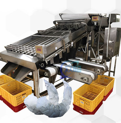 Meeresfrüchte Verarbeitung Garnelen Sortiermaschine 6000x3200x2200mm Stabil