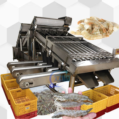 Guter Preis 4.9KW SUS304 Garnelen-Sortiermaschine Automatisch für Fischgrößen-Sortierung Online