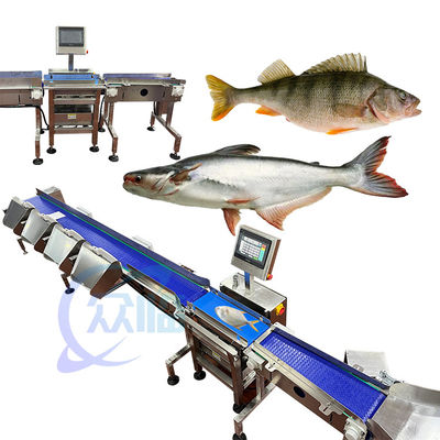Guter Preis 62 m/min Spezialfischgewichts-Graderer Live-Fischgewichts-Sortiermaschine Computersteuerung Online