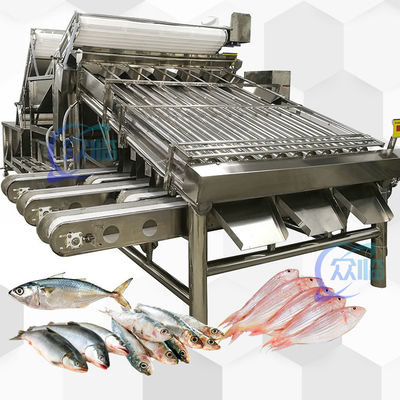 Guter Preis Große Ausgabe Vollfisch-Graderer mit 18 Rollen Vollfisch Sortierer und Fisch Größen Online