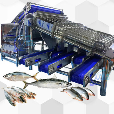 Maschine zur Fischsortierung mit hoher Kapazität Fischroller Sortierer 4,9 kW 2 -8 T/h