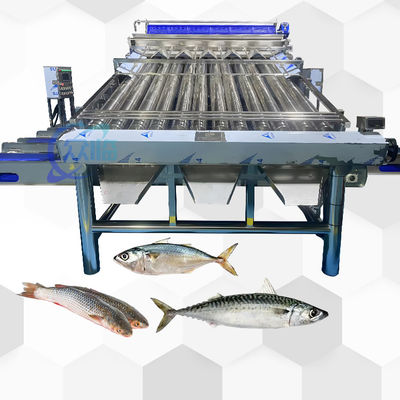 Guter Preis Gute Wirkung Fisch Roller Grader für pelagische Fisch Roller Sortierer und Fisch Größen Online