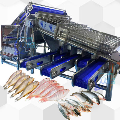 Großkapazität Kleinfischgrößenmaschine Kleinfischgrader Hohe Stabilität