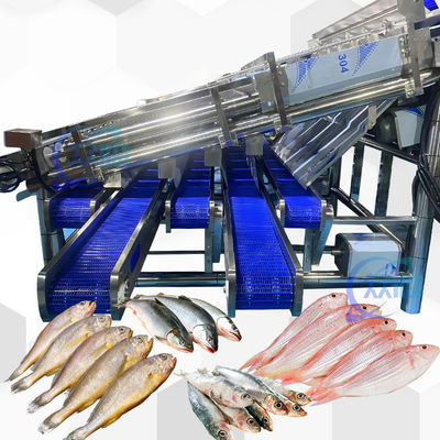 Maschine zur Sortierung von Sardinen mit 12 Rollen