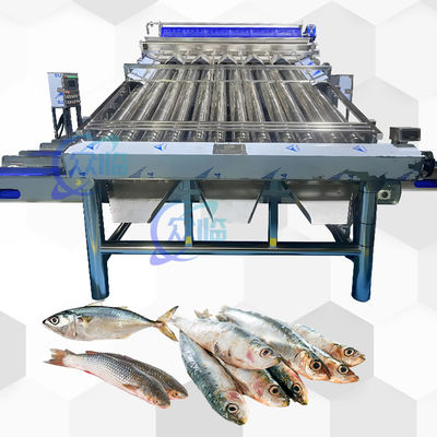 Hochgeschwindigkeits-Fisch-Rollensortierer mit 12 Stück-Fisch-Rollensortierlinie