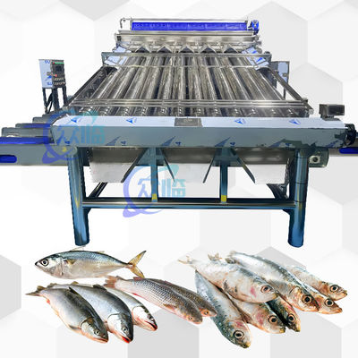 Kunststoffförderer Saury Sortiermaschine Gelber Croaker Sortiermaschine