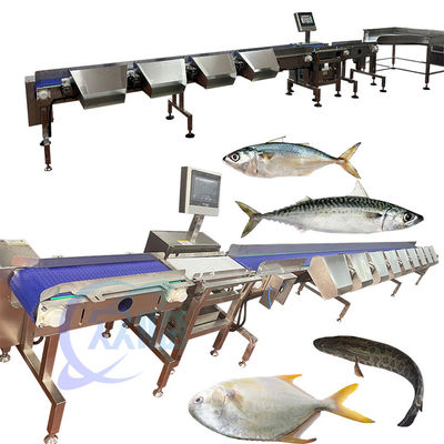Ausgewählter Tilapia-Sortierer