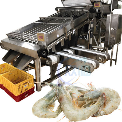 Smart 304 Edelstahl zuverlässige Garnelen Sortiermaschine geeignet für die Fischereiindustrie Garnelen Sortiermaschine