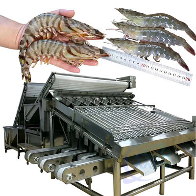 Guter Preis 304 rostfreier Stahl 18 Rollen-Fischsortiermaschine Fischgrößen-Screening-Maschine Online