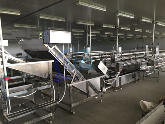 Vollautomatische Blasenreinigungsmaschine Garnelen Hocheffizienz Industrielle Gemüse- und Obstreinigungsmaschine