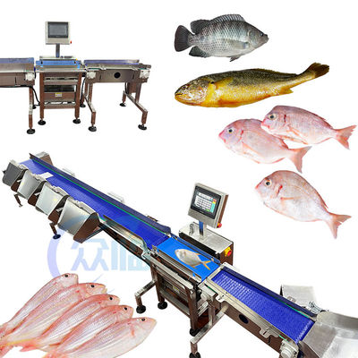Guter Preis Maschine zur Sortierung von Tilapia-Basa-Wels Online