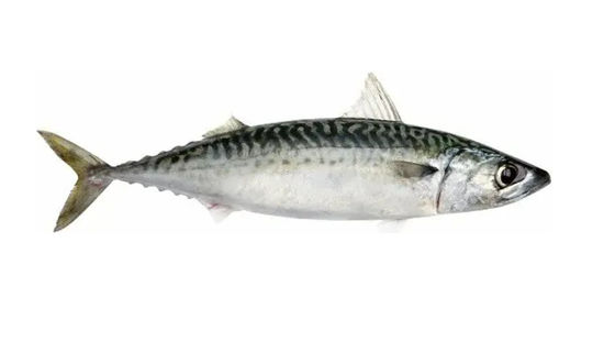 Guter Preis Vier Arten automatische Pelagische Fisch-Klassifizierungslinie und Sortiergeräte für kleine Fische Online