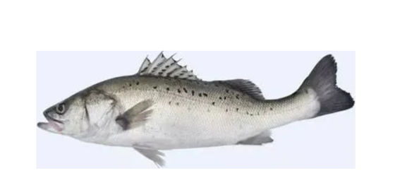 Vier Arten Automatisches Sortiergerät für Makrelen und Sortiergeräte für kleine Fische