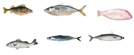 Professionelle automatische Fisch-Klassifizierungslinie und Größenordnung anderer kleiner Fische