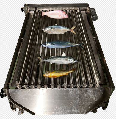 Hochwertige PLC-Steuerung Fisch Sortierungslinie für die Sortierung von kleinen Fischen mit automatischen