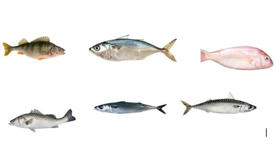 Eine komplette Fisch-Klassifizierungslinie für die Sortierung vieler Meeresfische