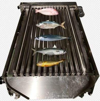 Automatische Sortiermaschine für kleine Fische mit einer Kapazität von 5 bis 10 Tonnen pro Stunde