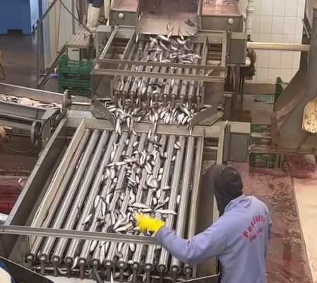 4 Modelle Automatische Fisch-Sortiermaschine und Sortiermaschine für kleine Fische mit 5-10 Tonnen pro Stunde