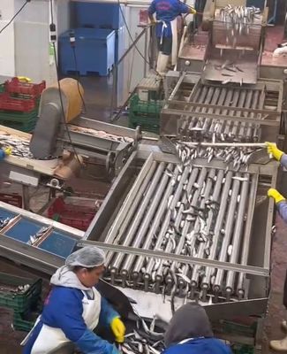 4 Stile Automatische Fisch-Sortiermaschine und Sortierung von kleinen Fischen Linie mit 5-10T / h