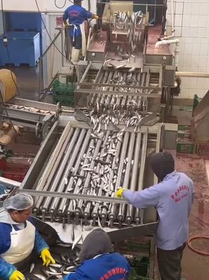 Guter Preis Vier Modelle Automatische Fischverarbeitungslinie und Sortierungslinie für kleine Fische mit 5-10 Tonnen pro Stunde online