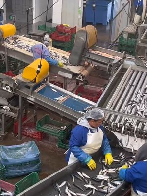 Vier Arten automatische Sardinen-Sortiermaschine und Sortierung kleiner Fische