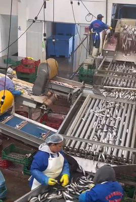 Hochwertige automatische Fischmaschine und kleine Fischsortiermaschine mit 5-10 Tonnen pro Stunde
