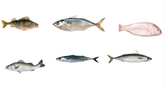 Vier Arten automatische Fischgrößen und Makrele mit hoher Geschwindigkeit
