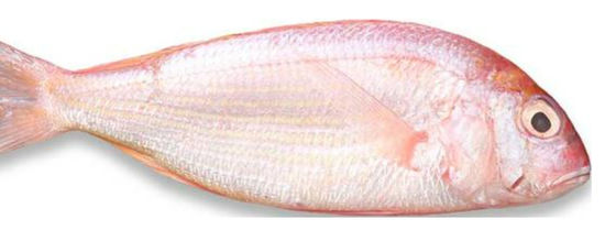 Vier Modelle Automatischer Fisch-Graderer und Soring Ozeanfisch, Größenordnung Makrele hohe Qualität