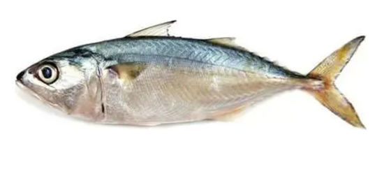 Guter Preis Vier Modelle Automatische Fischklassifiziermaschine und Soring Ozeanfisch hohe Qualität Online