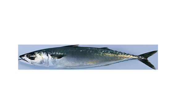Guter Preis Vier Arten automatische Fischsortiermaschine und Sardinen-Sortierlinie mit hoher Geschwindigkeit Online
