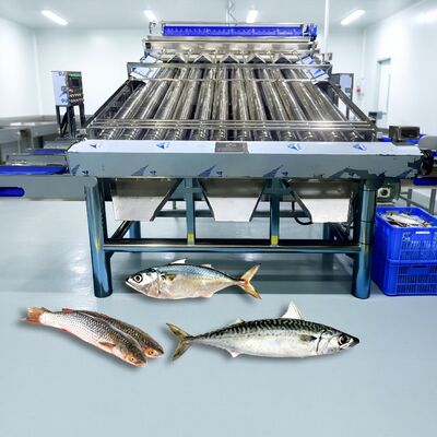 Guter Preis Edelstahl 304 Walzenfisch Sorter Croaker Grader Zolim Sardinen Sortiermaschine Makrele Grader Kleine Fische Größensortiermaschine online