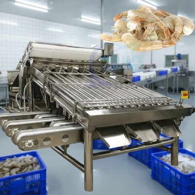 Guter Preis Industrielle Garnelensortiermaschine für die Garnelenverarbeitung. Wasserdichte Garnelensortiermaschine. Automatische Garnelengrößenbestimmungsmaschine online