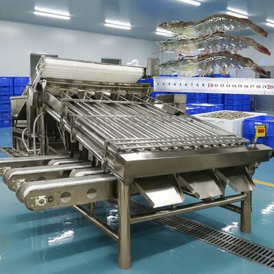 Guter Preis Korrosionsschutz-Garnelen-Sortiermaschine Zolim-Garnelen-Skalierungsmaschine Garnelen-Sortieranlage 4,9-kW-Garnelenverarbeitungsmaschine online