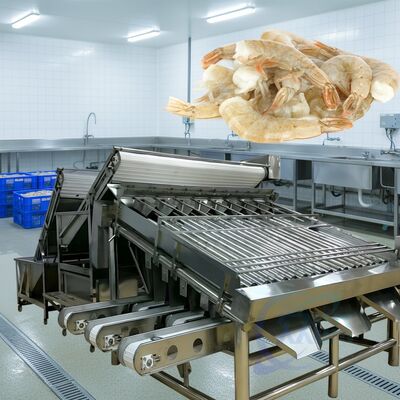 Guter Preis Dauerhafte Rollen-Garnelen-Graderer 1500kg-2000kg/H Rollen-Garnelen-Sortierer Hochstabile Rollen-Garnelen-Größenmaschine für Meeresfrüchte online