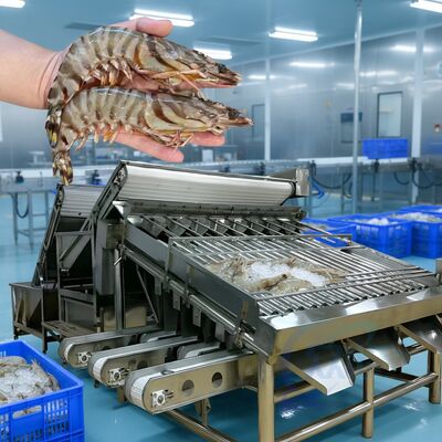 Guter Preis Billiges Garnelen-Rollensortiergerät Mehrfunktions-Garnelen-Sortiergerät Langlebige Garnelen-Rollensortiermaschine Heißverkauf Garnelen-Sortiergerät online