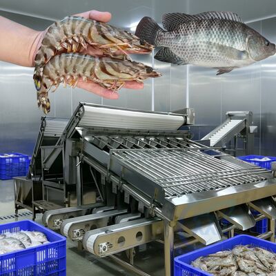 Guter Preis Langlebige Garnelen-Sortiermaschine 4,9 kW Fischsortiermaschine für Meeresfrüchte-Pflanzen Automatische Garnelen-Größenlinie Zolim-Fisch-Sortierer online