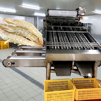 Guter Preis 4.9KW-Rollenschaben-Sortierer SUS304 Schaben-Sortiermaschine Zolim Automatischer Garnelen-Sortierer Beste Garnelen-Sortiermaschine für Meeresfrüchte online