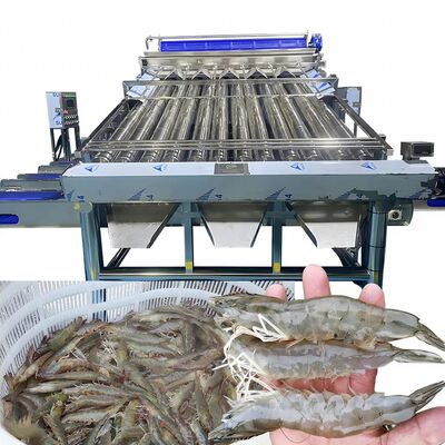 Guter Preis Vollautomatische Multifunktions-Fisch- und Garnelen-Sortierungs- und Sortiermaschine online