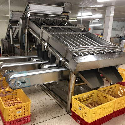 Guter Preis Fisch- und Garnelenverarbeitungsanlage Größensortiermaschine Fischgrößensortiermaschine online