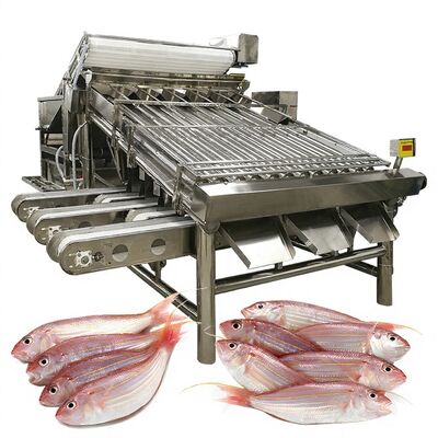Guter Preis Effiziente Fischsortiermaschine Fischgrößenmaschine und Fischspezifikationsmaschine 1000kg-1200kg Fischsorter für die Fischverarbeitung online